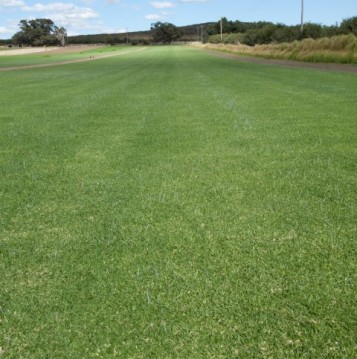Joondalup Turf Farm - Quality lawn suppliers in Perth