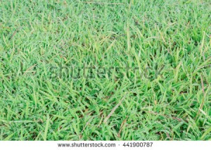 Wintergreen Grass Perth