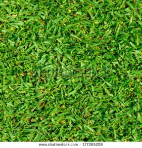 Kikuyu Grass Perth