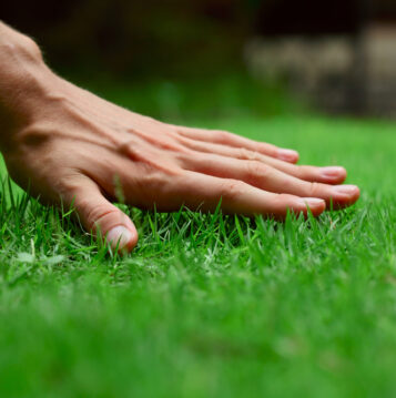 A close-up of a hand on a lawn.
